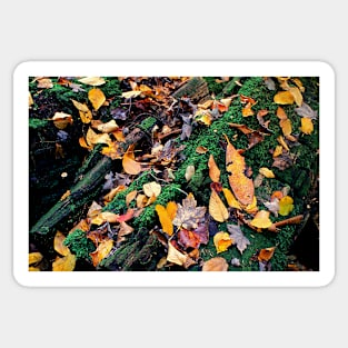 Autumn Renewal Sticker